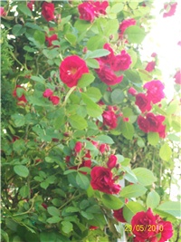 f298d59e-Picture 586.jpg